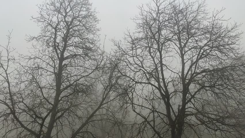 Foggy spring morning landscape with trees emerging softly through dense mist and atmospheric haze.