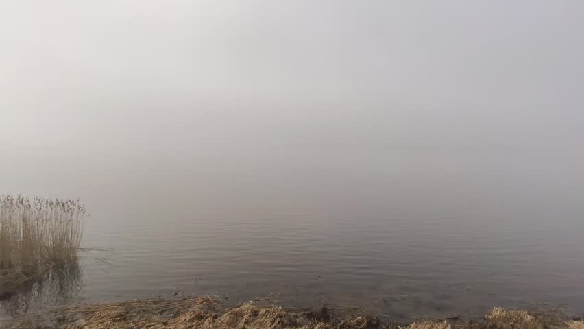 Foggy wetland morning with soft mirrored imagery on the water surface.