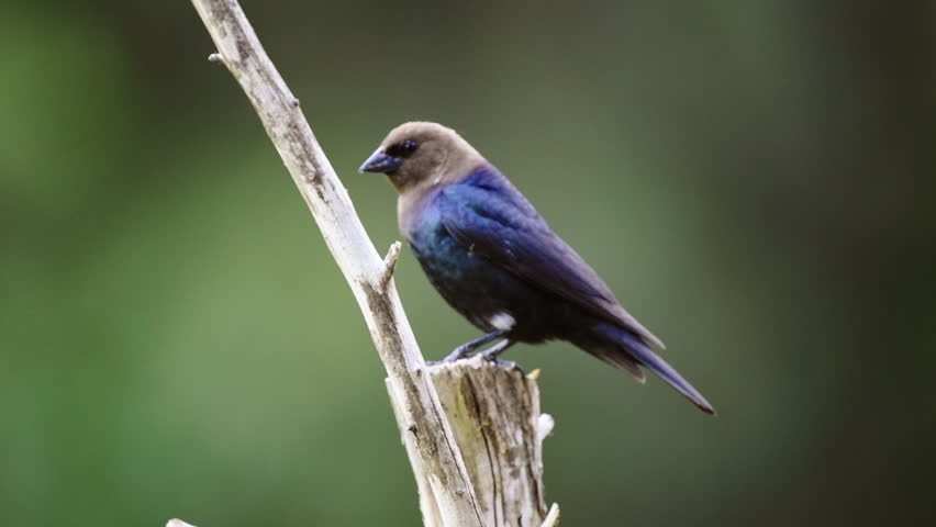 A male Brown-headed Cowbird is perched nervously on a dead standing Cedar tree, showcasing its distinctive plumage in the springtime setting of North Carolina.