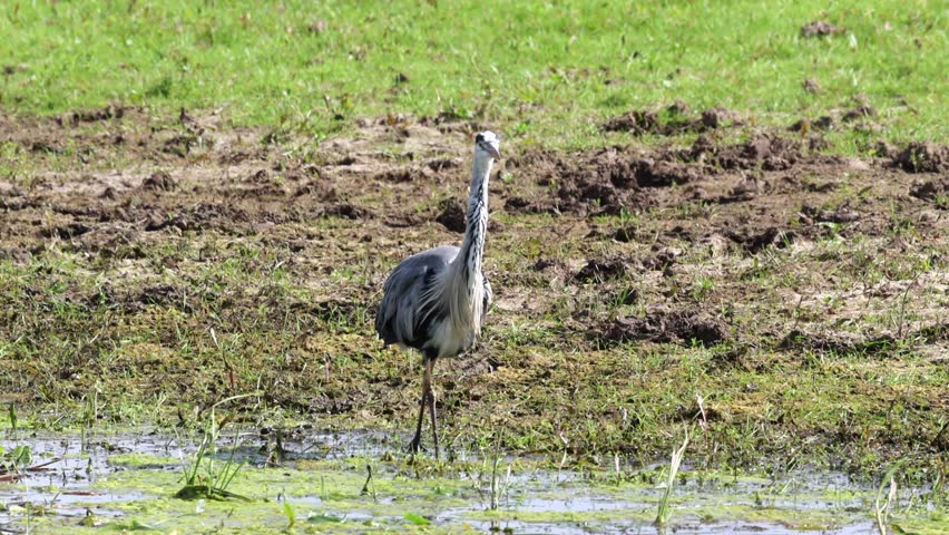 A grey heron on marshy ground, a grey heron trudging through churned-up grass, grey heron on disturbed soil, grey plumage, Ardea cinerea