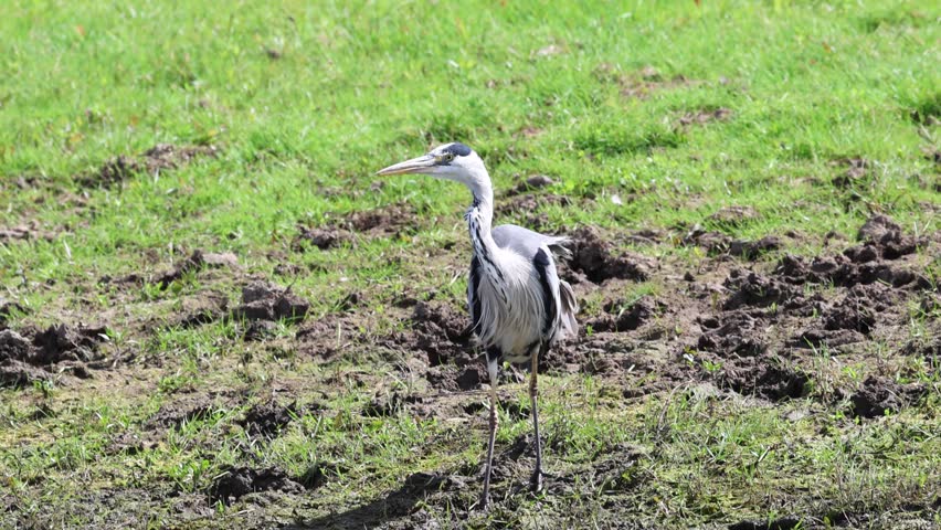 A grey heron on marshy ground, a grey heron trudging through churned-up grass, grey heron then flies away, grey plumage, Ardea cinerea