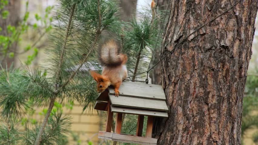 Forest Squirrel Eating Nut On Feeder Close Up Nature Video. Adorable Red Squirrel On Bird Feeder Wildlife Footage