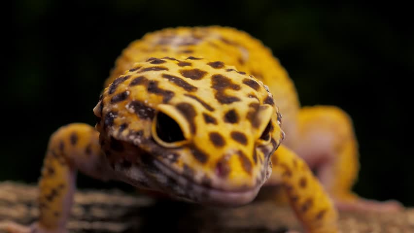 Macro close-up of a yellow spotted leopard gecko resting on wood against a dark background, showing reptile eyes, skin texture, and exotic pet detail.