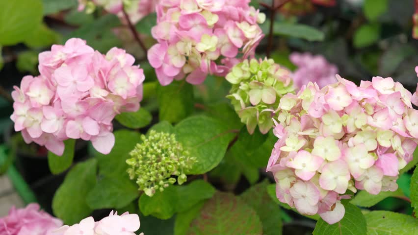 Hydrangea macrophylla blooming. Magenta, white and pink heads of bigleaf hydrangea flower petals. Beautiful Garden. Landscaping trend. Shrubbery blooms in backyard. Green landscaped design. Closeup