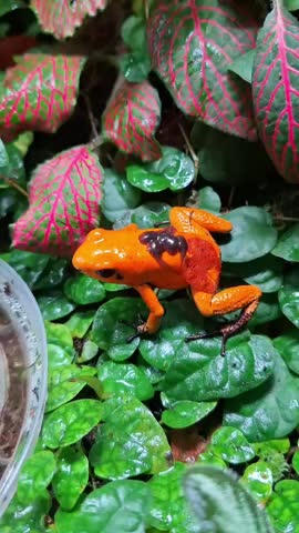 a Male Phyllobates terribilis "golden poison frog" seen close up on the grass carrying a tadpole on its back, Phyllobates terribilis "golden poison dart frog" seen carrying a tadpole on its back, 
