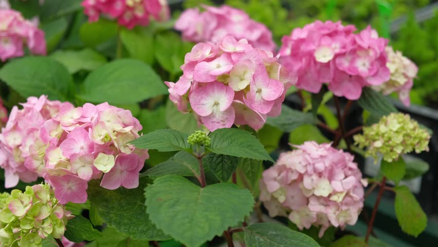 Hydrangea macrophylla blooming. Magenta, white and pink heads of bigleaf hydrangea flower petals. Beautiful Garden. Landscaping trend. Shrubbery blooms in backyard. Green landscaped design. Closeup