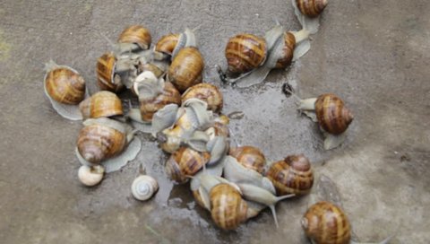 Huddle snails  