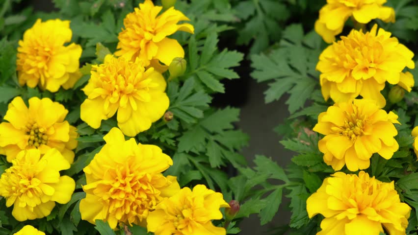 Tagetes. Marigold. Blooming orange-yellow flower heads and green leaves. Closeup of orange marigold flowers in full bloom and foliage. Garden nature background. Ornamental flowering plants. Flowerbed