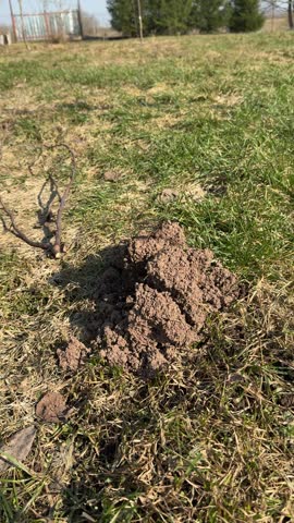 Molehill in spring garden lawn, freshly excavated by live mole, soil mound on patchy grass, small burrow entrance beside twig