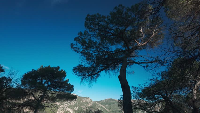 Pine trees silhouetted against blue sky over rugged mountain landscape