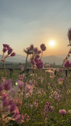 Sunset view over a blooming flower field in the countryside with a scenic mountain landscape and a golden sky in background.
