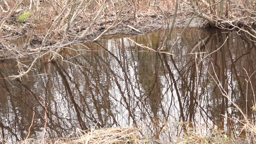 A reflective pool of water in a forest during early spring, featuring bare tree branches, murky ground, and detailed reflections on the water