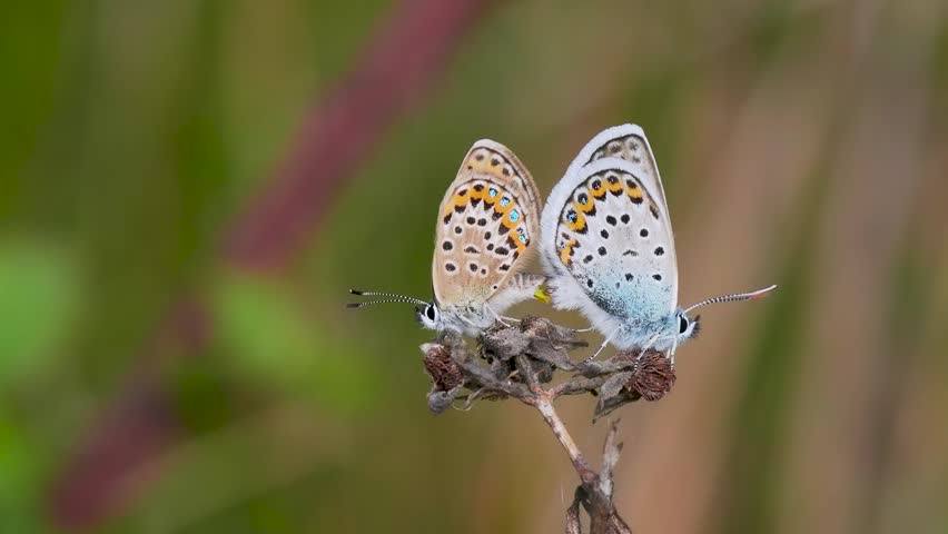 A Pair of Silver-studded Blue Butterflies Mating