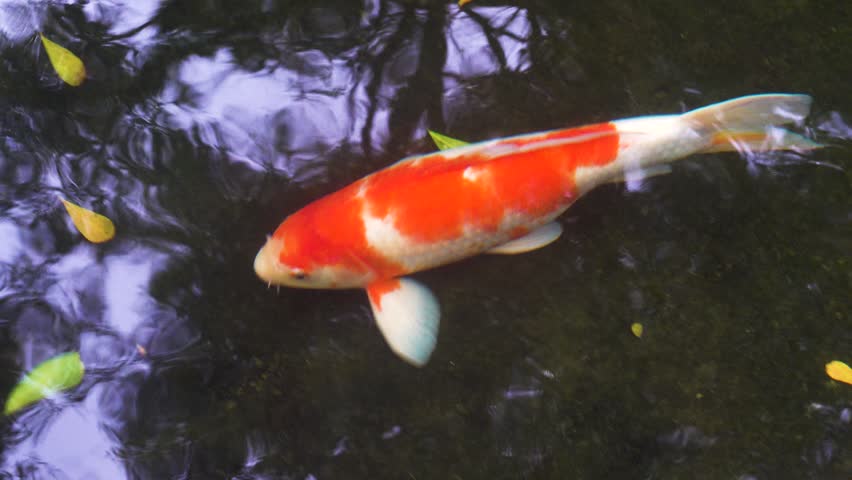 Aquarium fish at the Vietnamese bazaar. Goldfish Koi carp predominate