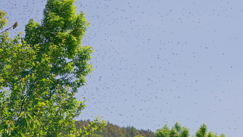 Honey Bees Swarming Near Green Tree, Spring Reproduction. Pollinator activity
