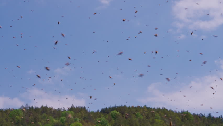 Honey Bee Swarm Relocating to New Nesting Site During Warm Day. Seasonal migration concept