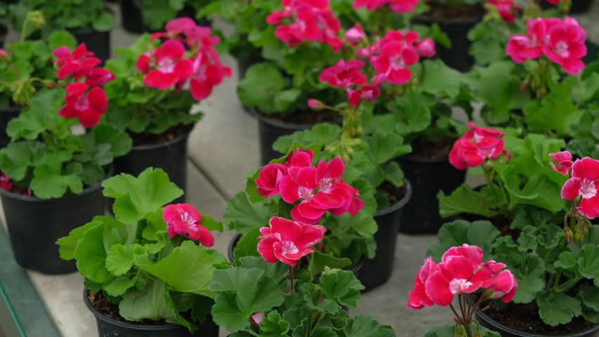 Closeup pink pelargonium flowers greenhouse, potted plants, lush green soft leaves, ideal for broll intro. Decorative Bright blossoms in greenhouse setting. Vivid pelargoniums. Beautiful Nature video