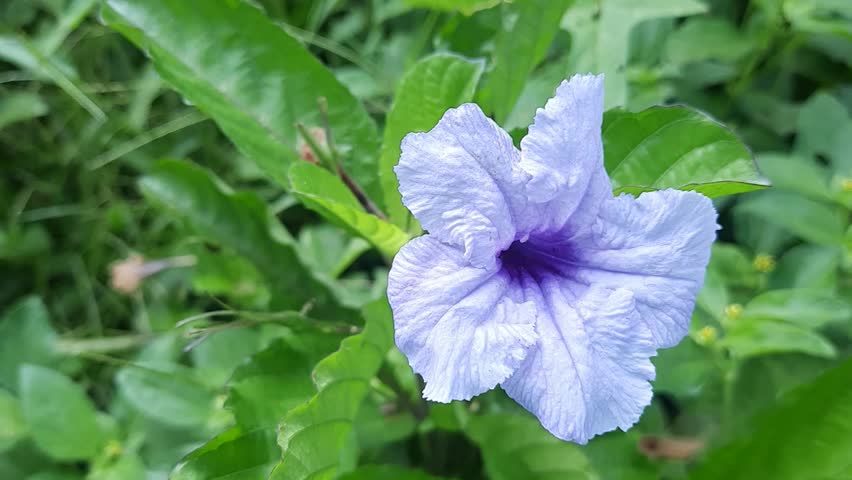 The wildflowers in my garden with a beautiful purple color