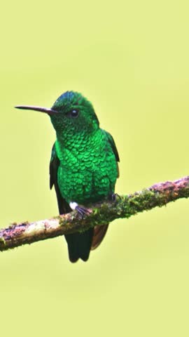 Vibrant Green Hummingbird Perched on Mossy Branch