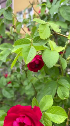Video of large bumblebee on bright red rose flower on bush, close-up