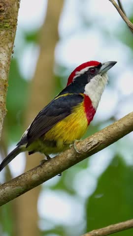 Colorful Bird Perched on a Branch in Nature