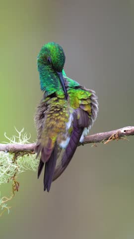 Vibrant Green Hummingbird Perched on Branch