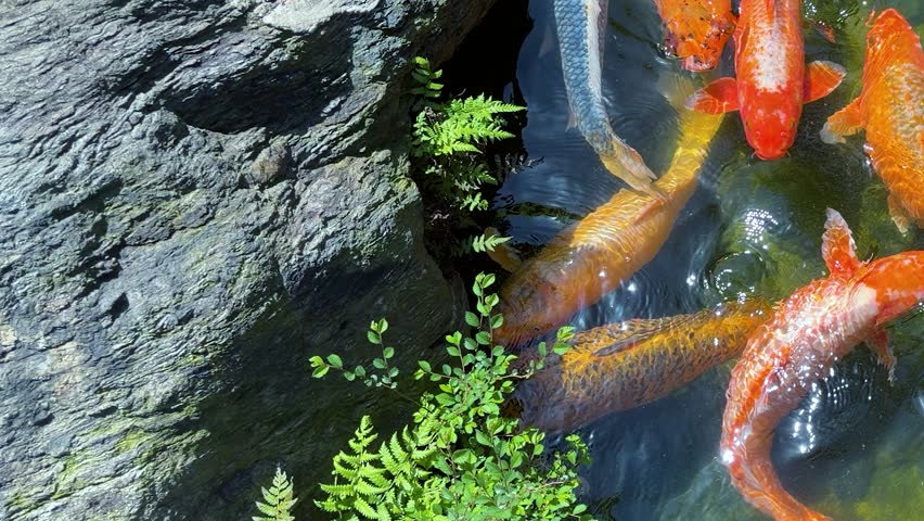 Koi fish swim in a clear pond at Ohori Park Japanese Garden in Fukuoka. Colorful Japanese carps gather together in sunny April spring weather. Water plants and stones surround the decorative garden pool. Beautiful oriental nature scenery shows traditional culture element in Japan.
