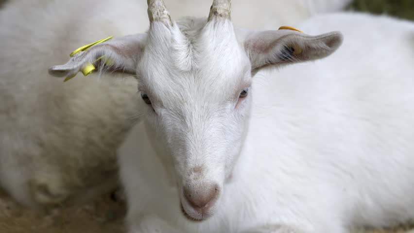 White young goat rests in a livestock pen with ear tags visible and another goat beside it.