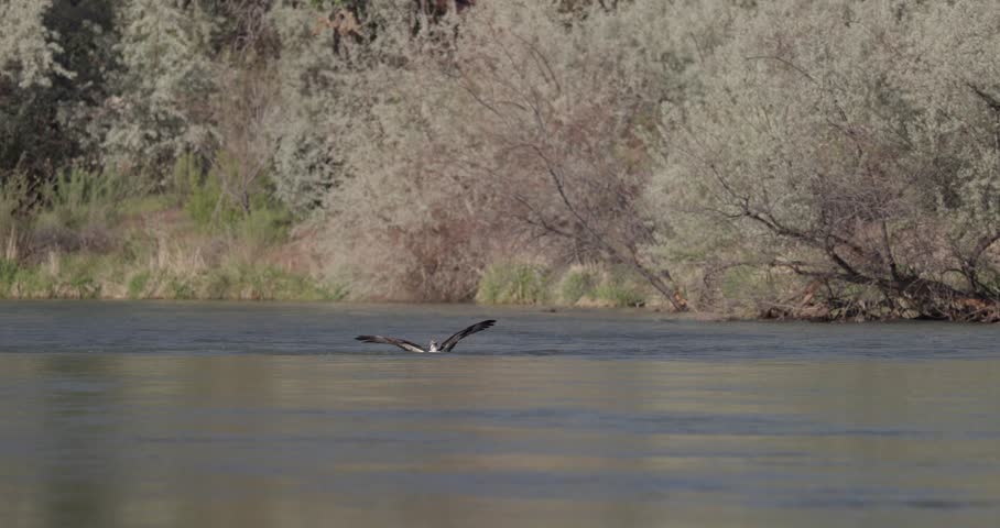 Osprey rising from water with large trout, shaking off in flight