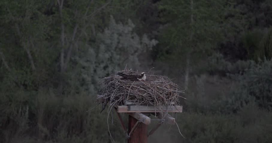 Female osprey incubating and arranging nest material on platform nest
