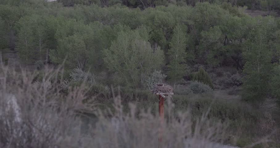 Osprey incubating on platform nest at dawn with cottonwood forest