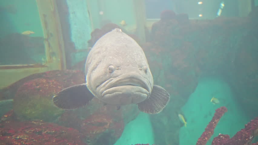 ⁠Front view of a large grouper fish looking at the camera with funny grumpy face expression in deep blue tank⁠