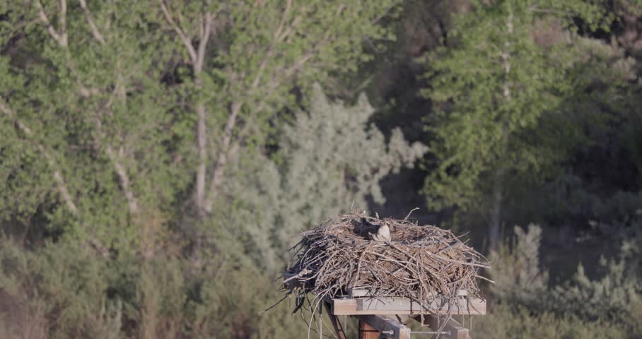 Male osprey lands at nest, vocalizes with incubating female, then departs