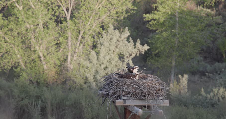 Osprey nest exchange as male takes over incubating and female departs