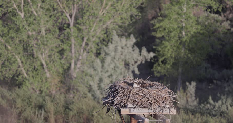 Osprey nest exchange as female lands, tends nest, and takes over incubating