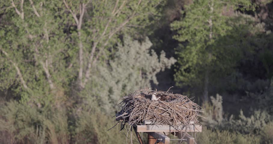 Osprey on nest as small songbird investigates platform nest in morning sun