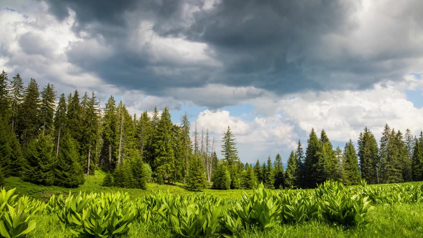 Clearing wild plants and green grass near a spruce forest against a cloudy sky