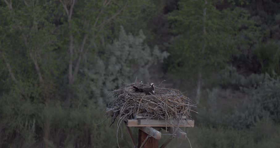 Osprey shimmying and settling onto eggs on platform nest at dawn