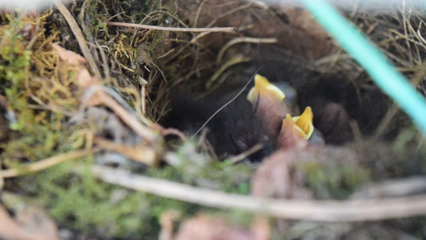 Baby robins (Erithacus rubecula) the chicks hatched from the eggs and they ask, "I want to eat"