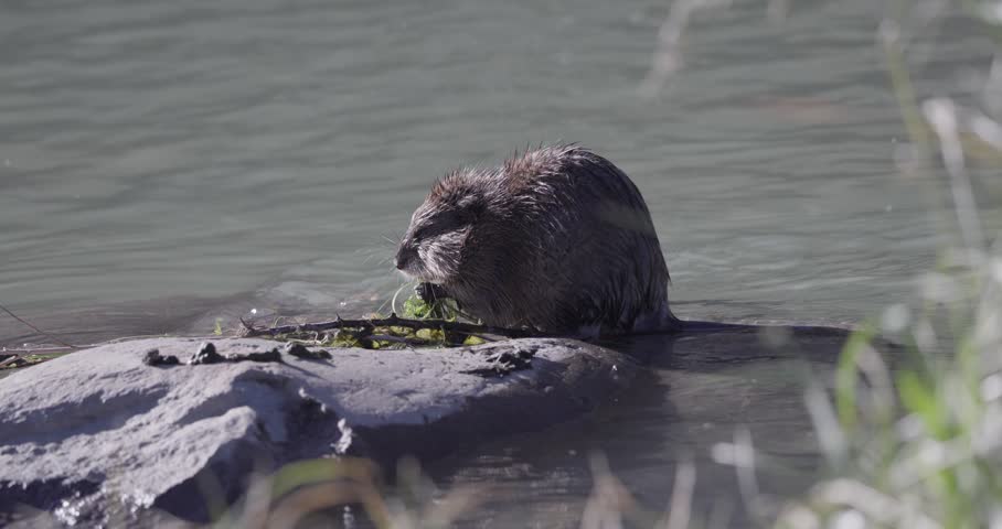 Muskrat eating on riverside rock, medium close shot