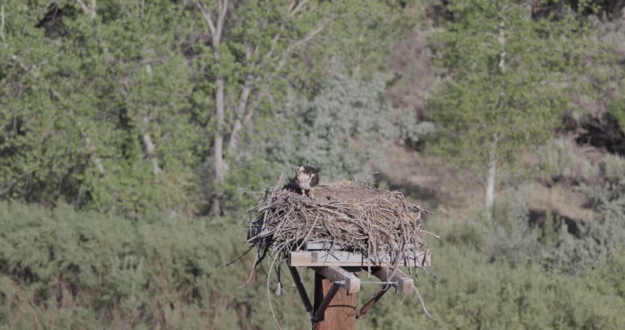 Mother osprey moves to nest edge and departs leaving newborn chicks alone