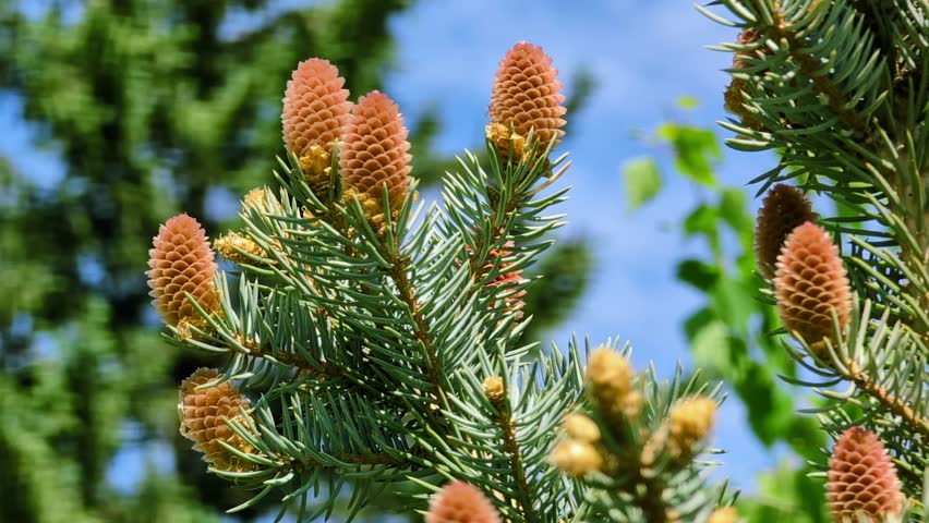 Young pine cones in a vibrant orange hue grow on green branches of a pine tree. Needles densely cover the branches, with a bright blue sky and blurred greenery in the background.