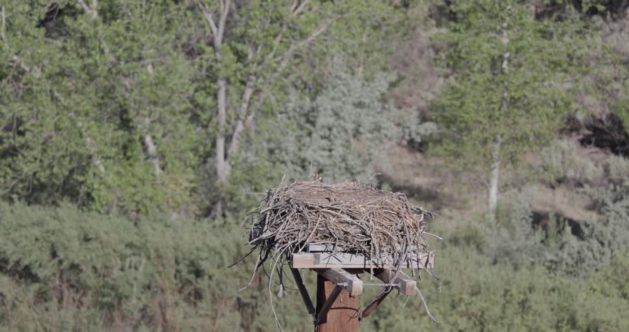Two newborn osprey chicks alone in nest in morning light