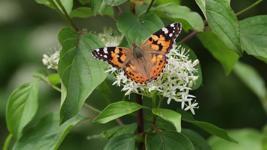 Beautiful painted lady butterfly pollinating a white flower with green leaves in a garden