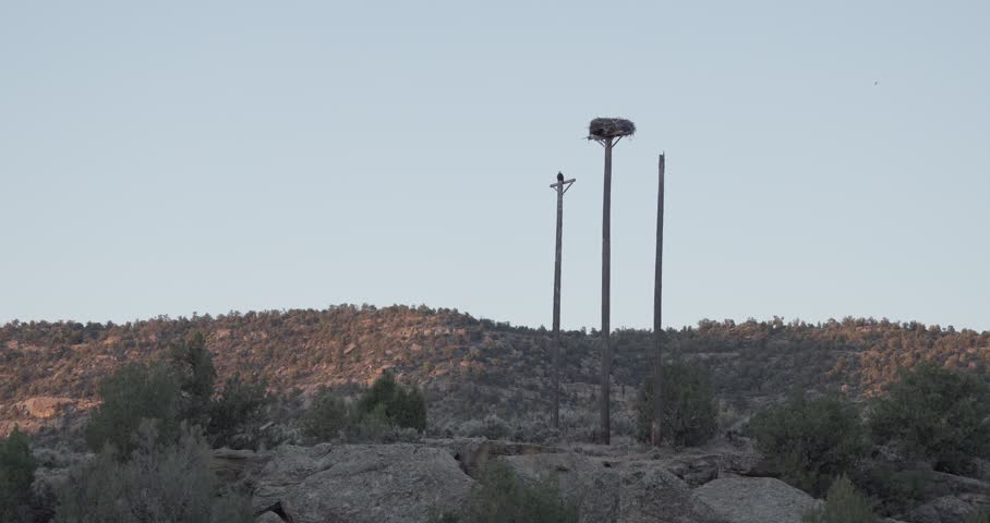 Bald eagle perched on pole adjacent to osprey nest in early morning canyon light