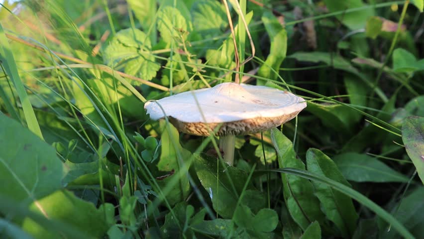 Lone White Mushroom in Lush Green Grass, Low Angle Close-Up of Wild Forest Fungus with Brown Gills, Soft Bokeh Background, Natural Dappled Sunlight, Serene Rustic Understory Scene, Detailed Macro Nature Composition