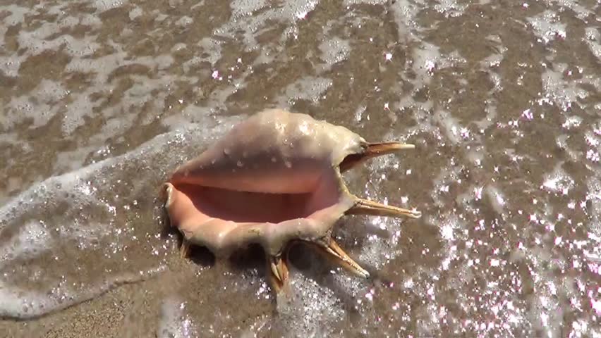 Big shell on sandy beach