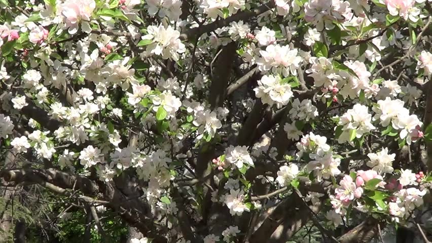 Flowers of apple tree on branches