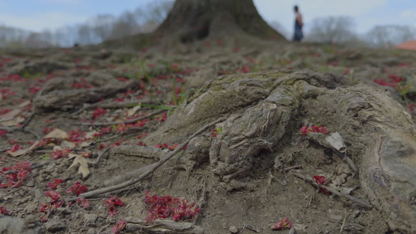Exposed Tree Roots Covered with Red Petals on Forest Floor in the park