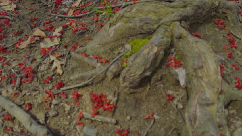 Exposed Tree Roots Covered with Red Petals on Forest Floor in the park